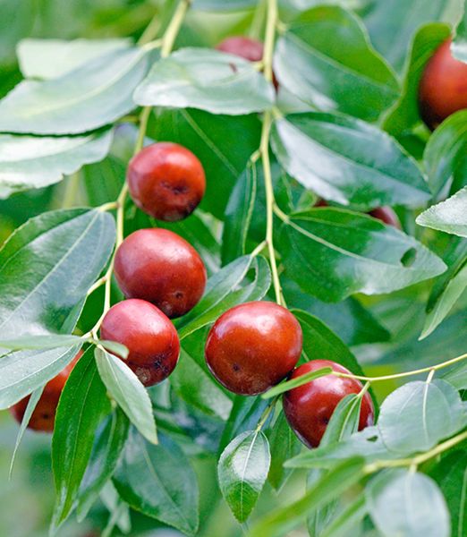 Ziziphus jujuba 'Abundance'